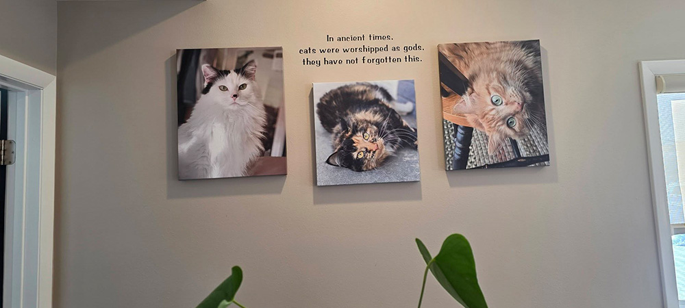 cat-pictures-on-wall Wall with cat pictures and a quote at Johnson Creek Veterinary Care