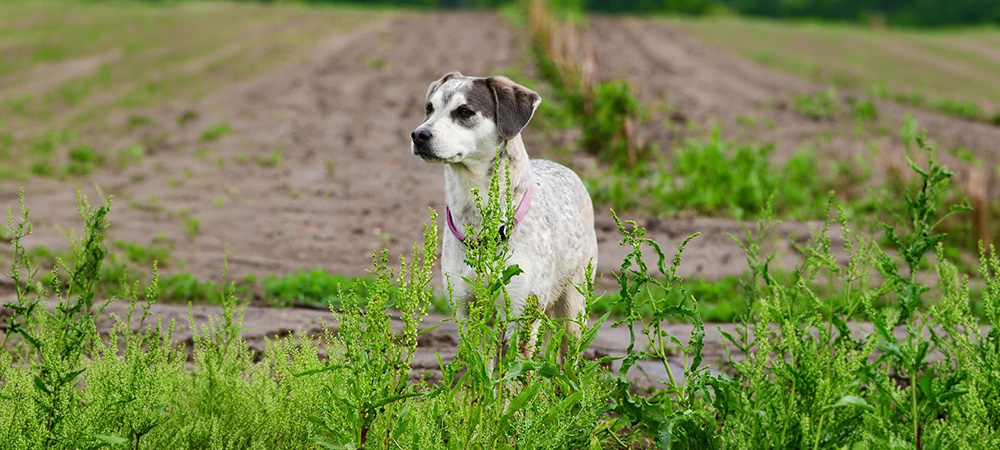 A dog standing in a field looking to the side