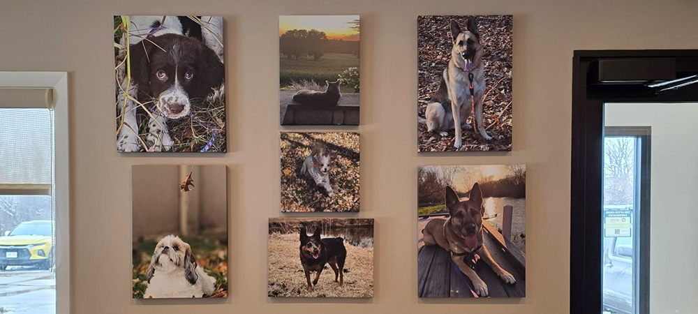 dog-pictures-on-wall Wall with dog pictures at Johnson Creek Veterinary Care