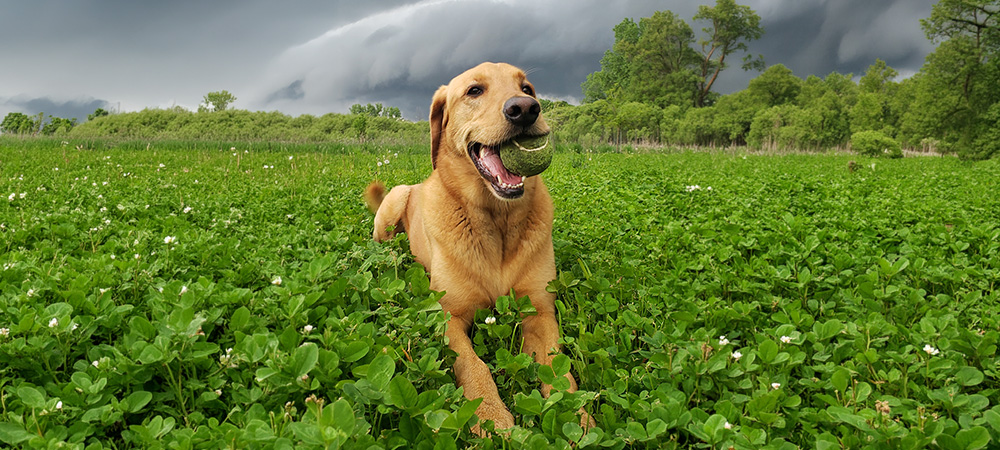 A happy dog with a tennis ball lays in a clover field with storm clouds behind it